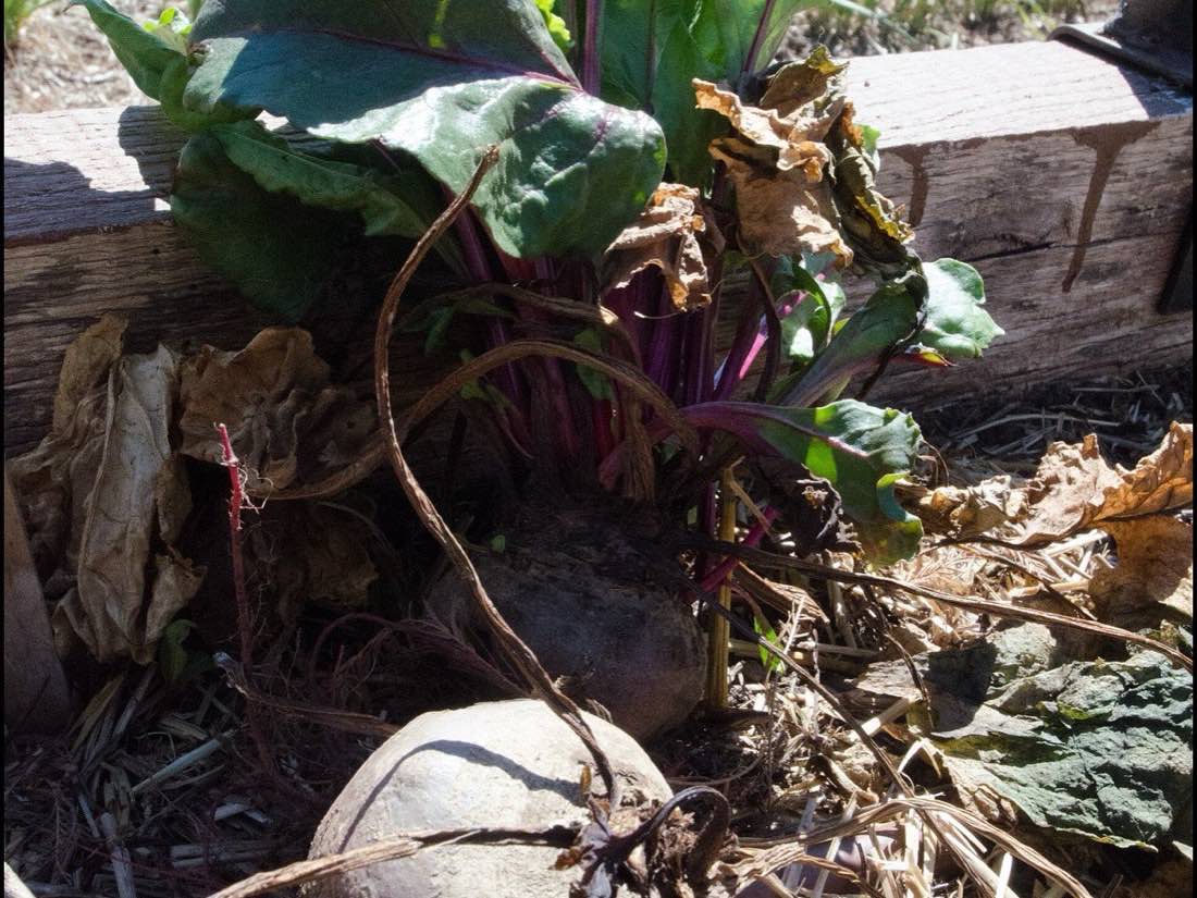 A garden bed being mulched and planted